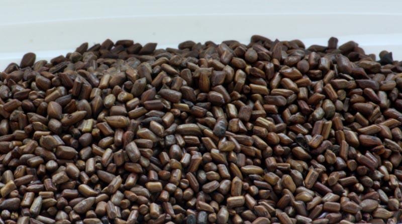 Cassia Seeds