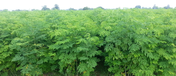 Moringa Leaves